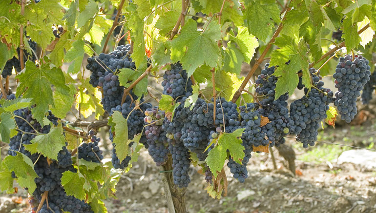 Grapes in Chianti